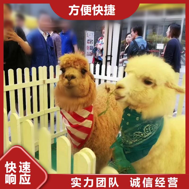 鹦鹉表演租赁到厂参观