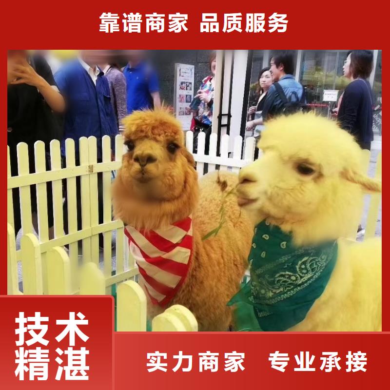 附近动物表演出租