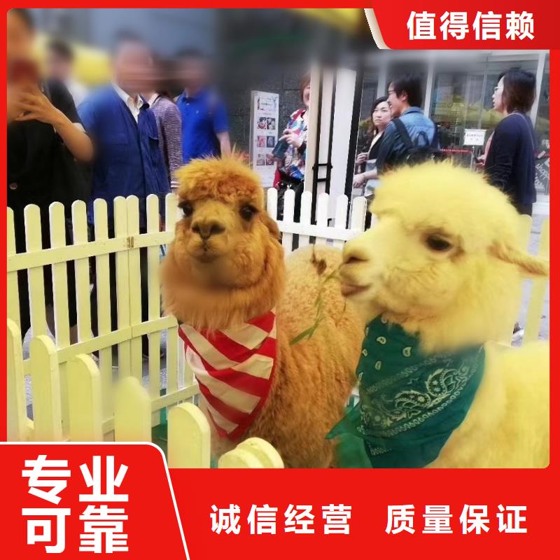 百鸟展出租厂家