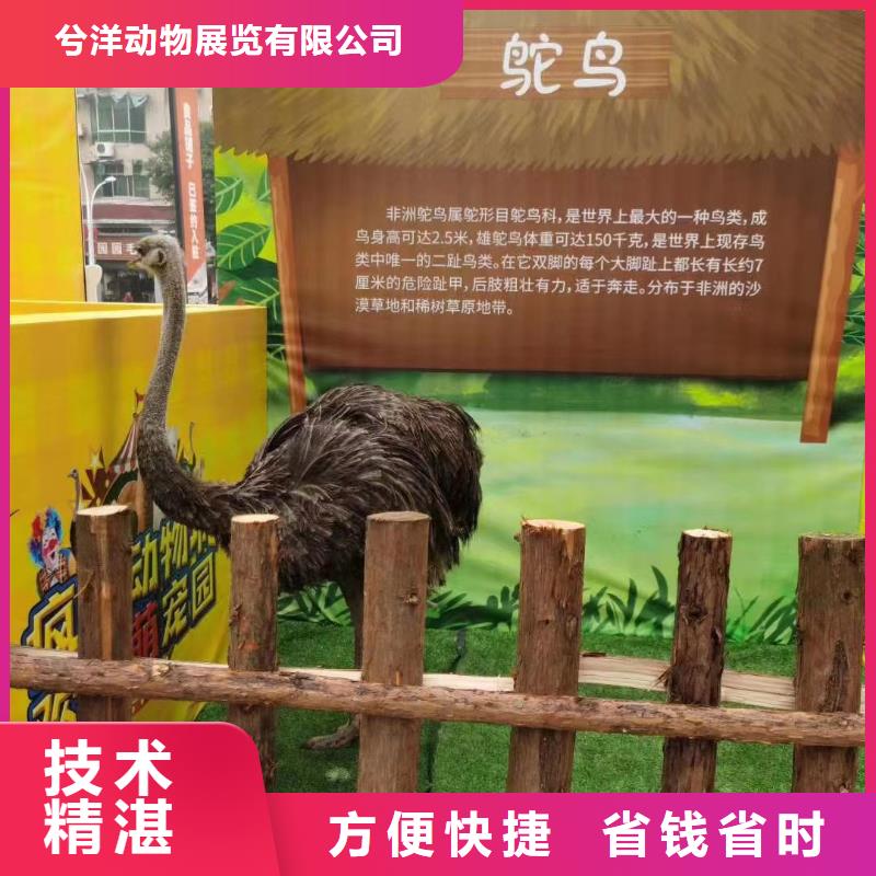 哪里有出租动物的活动方案
