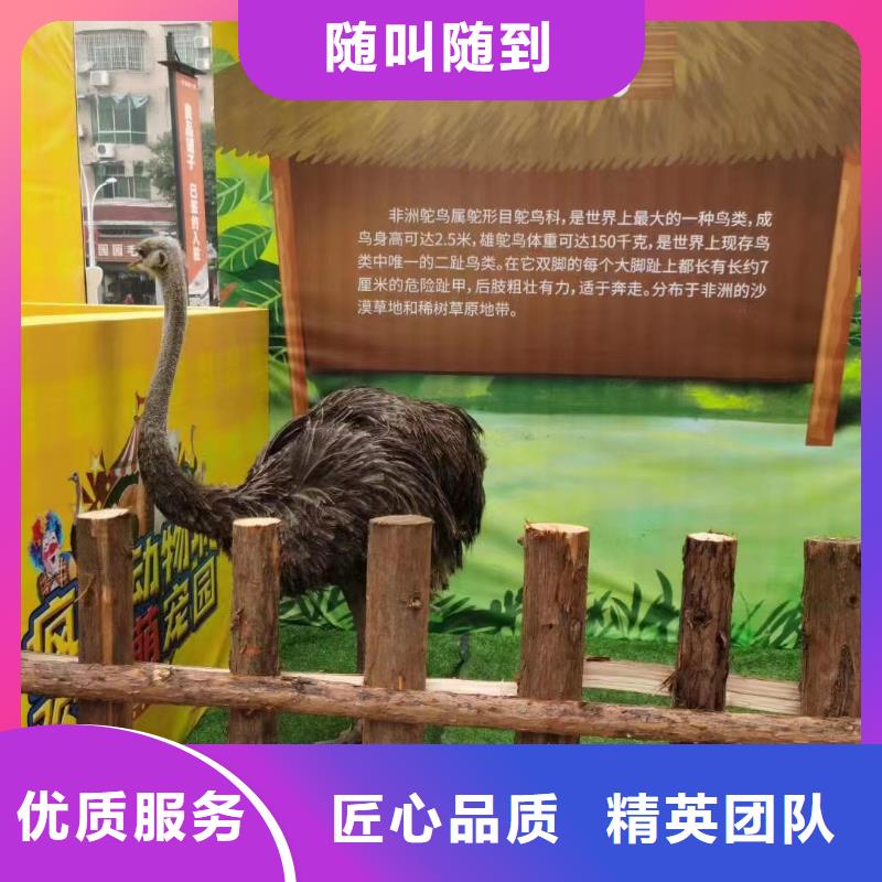 环球飞车表演出租暖场活动