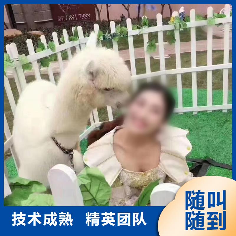 动物表演出租暖场方案