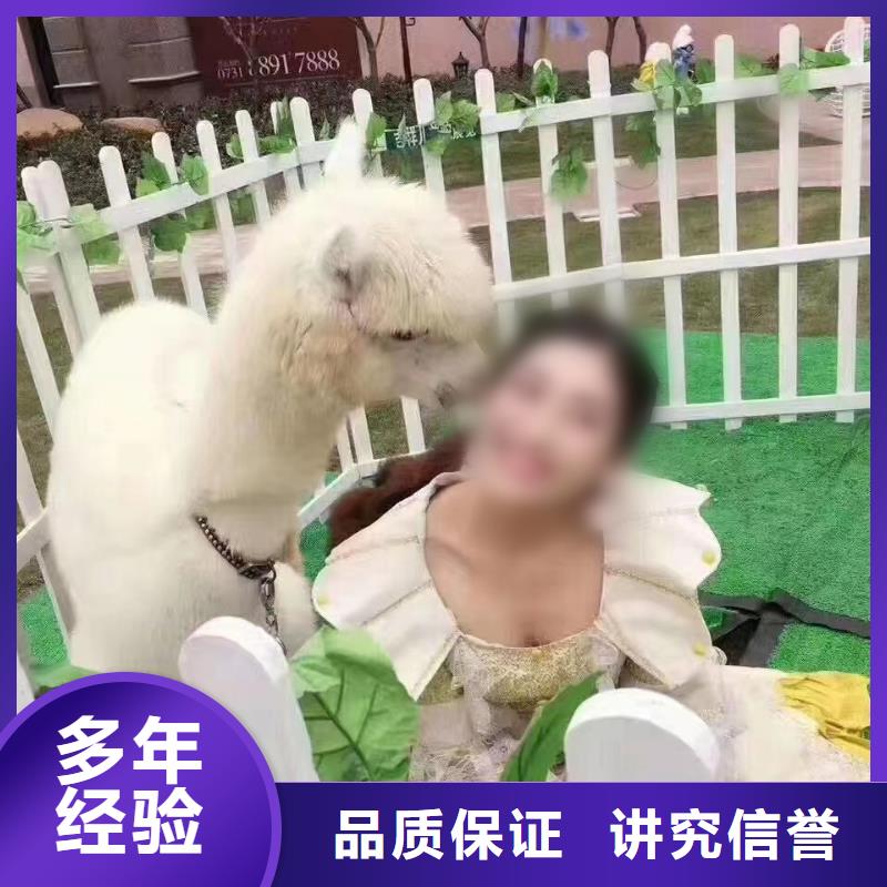 萌宠展出租活跃气氛