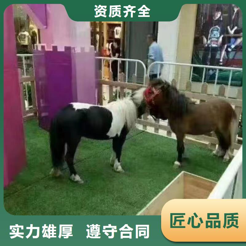 环球飞车表演租赁免费资源