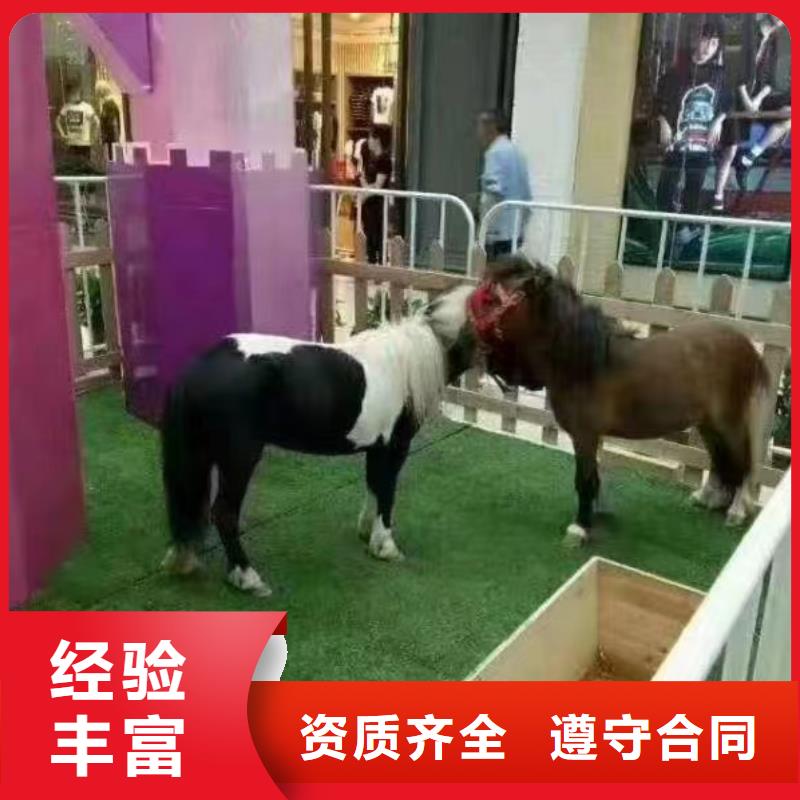 哪有出租羊驼的