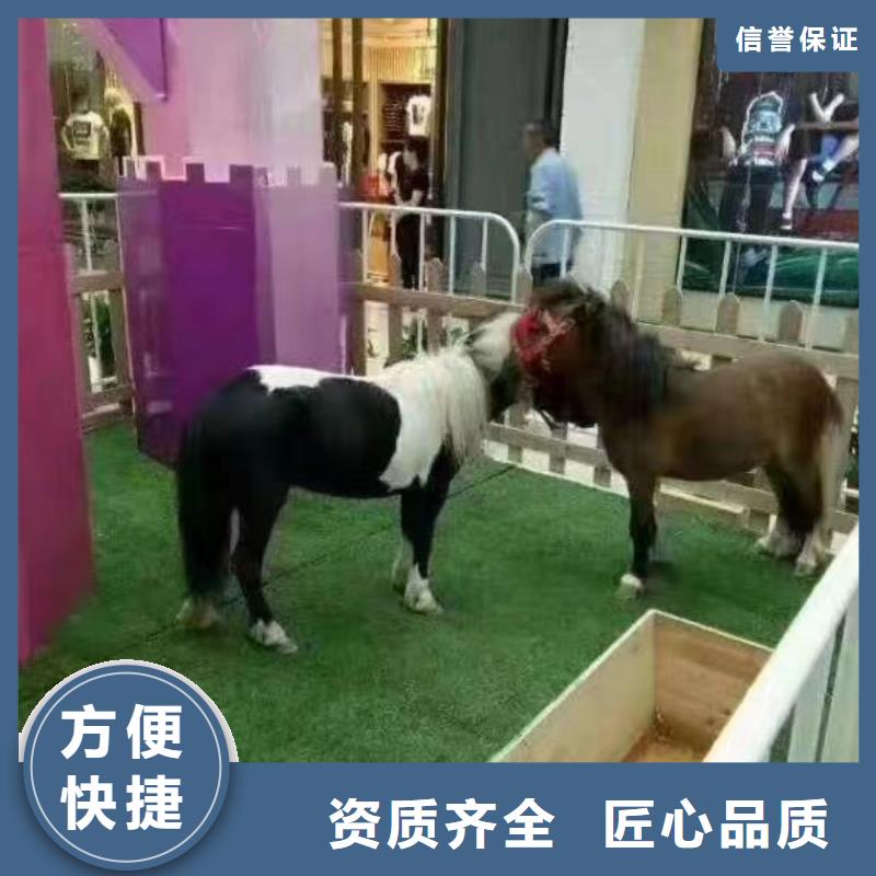 羊驼出租公司电话