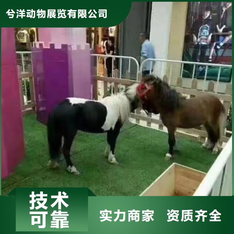 马戏团/羊驼马戏团表演出租租赁一站搞定