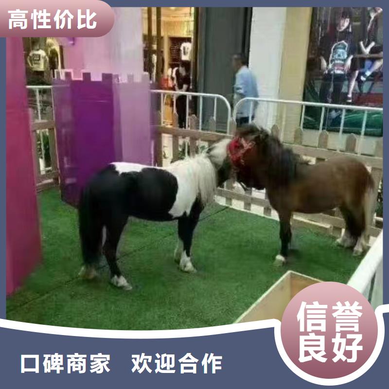 小马戏表演租赁一手资源