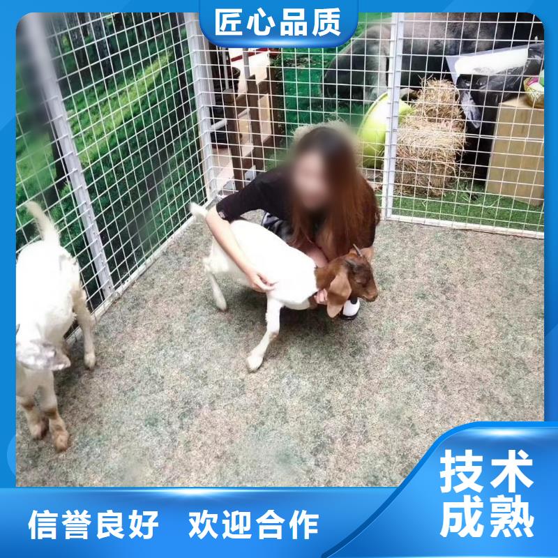 哪里有出租动物的活动方案