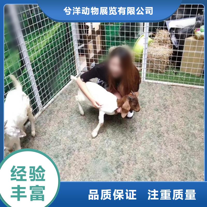 马戏团羊驼表演出租厂家，货源足