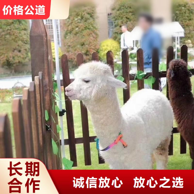 环球飞车表演租赁资源丰富