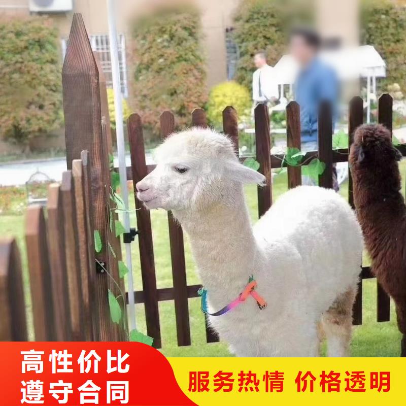 租赁表演马戏团免费资源