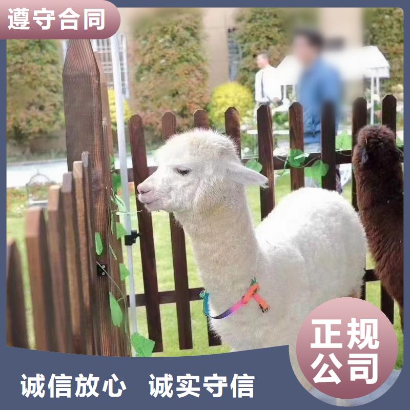 哪有出租羊驼的