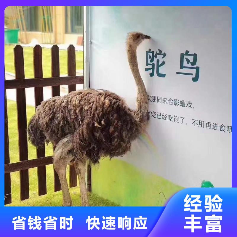 羊驼出租联系方式