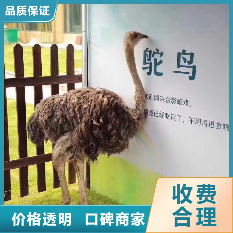百鸟展出租厂家