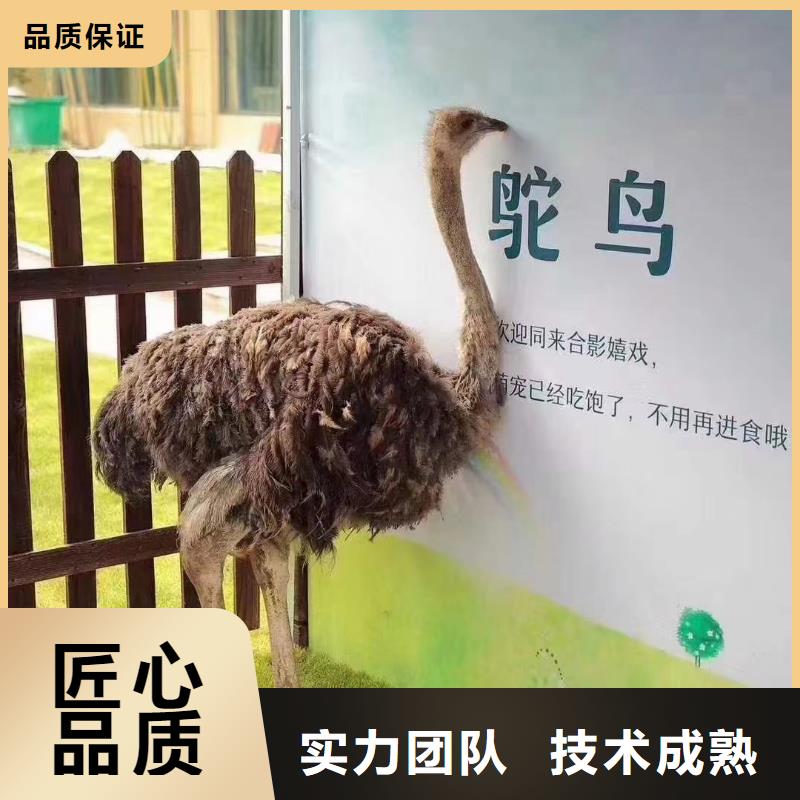 羊驼出租联系电话