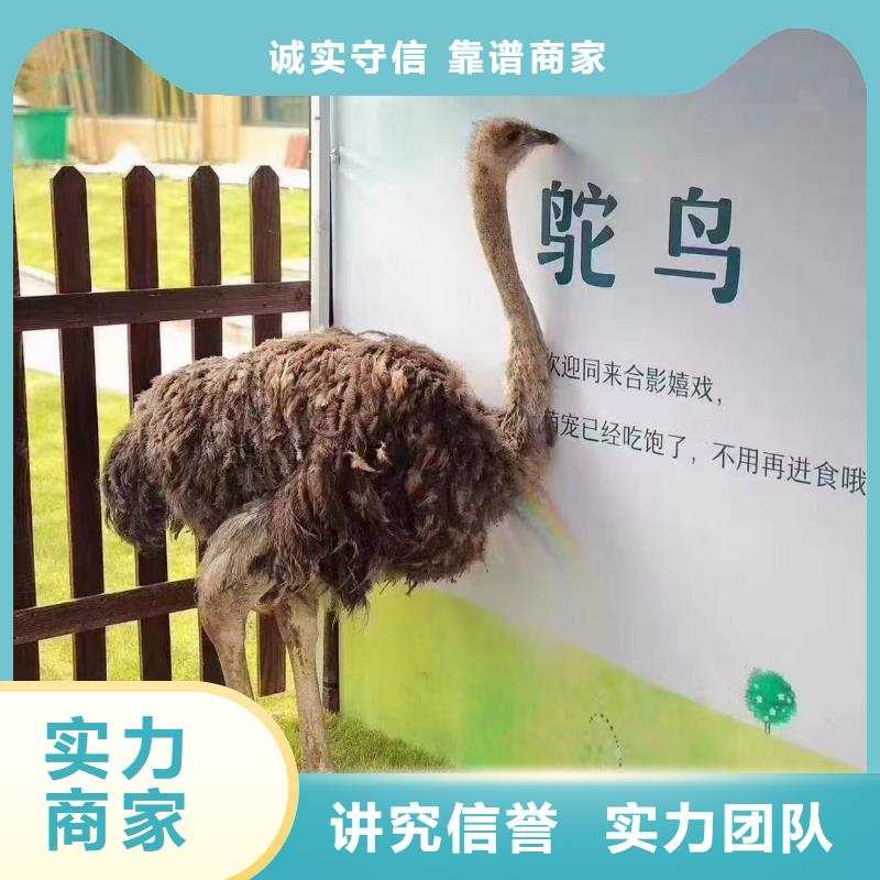 动物租赁暖场方案