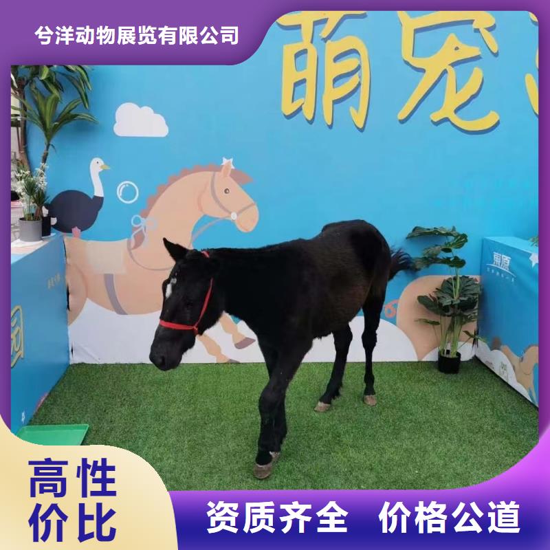 动物表演出租一手资源