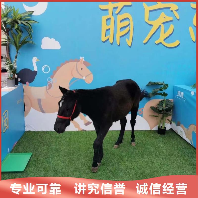 马戏团/羊驼 【企鹅表演出租】遵守合同