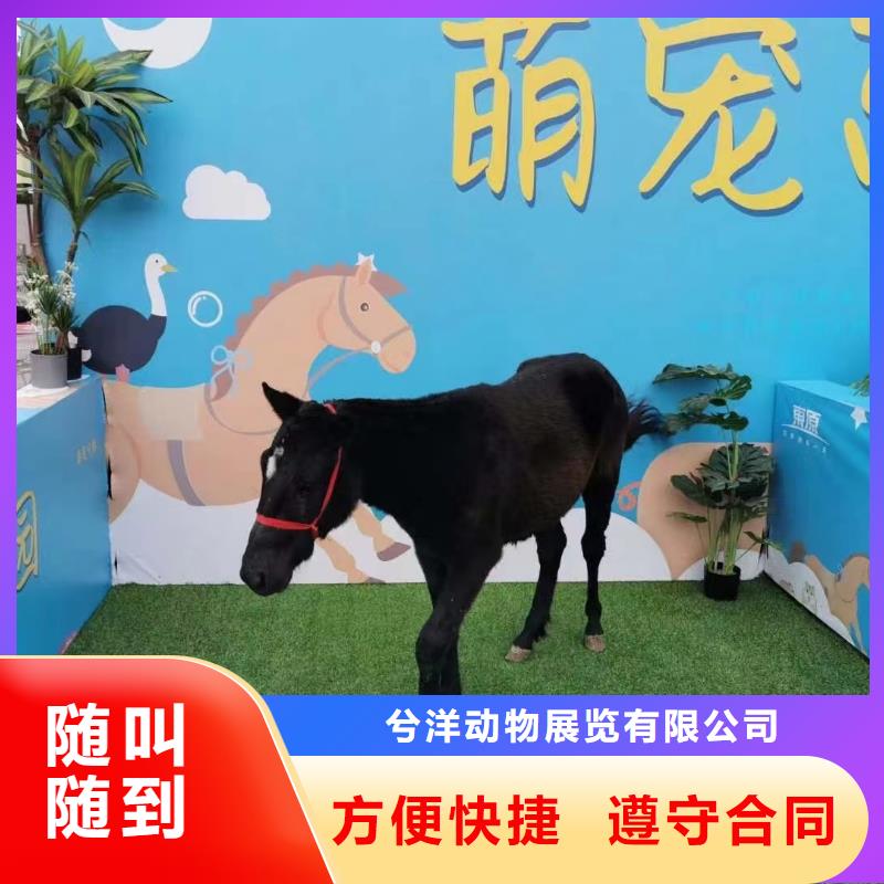 租赁马戏团表演联系电话