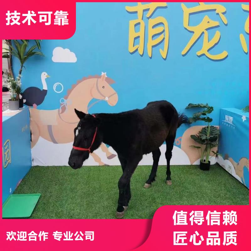 马戏团/羊驼企鹅出租表演解决方案