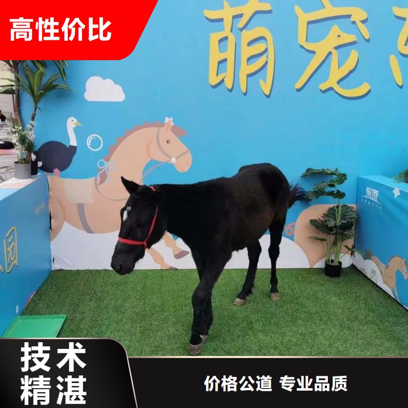 马戏团表演租赁活动案例