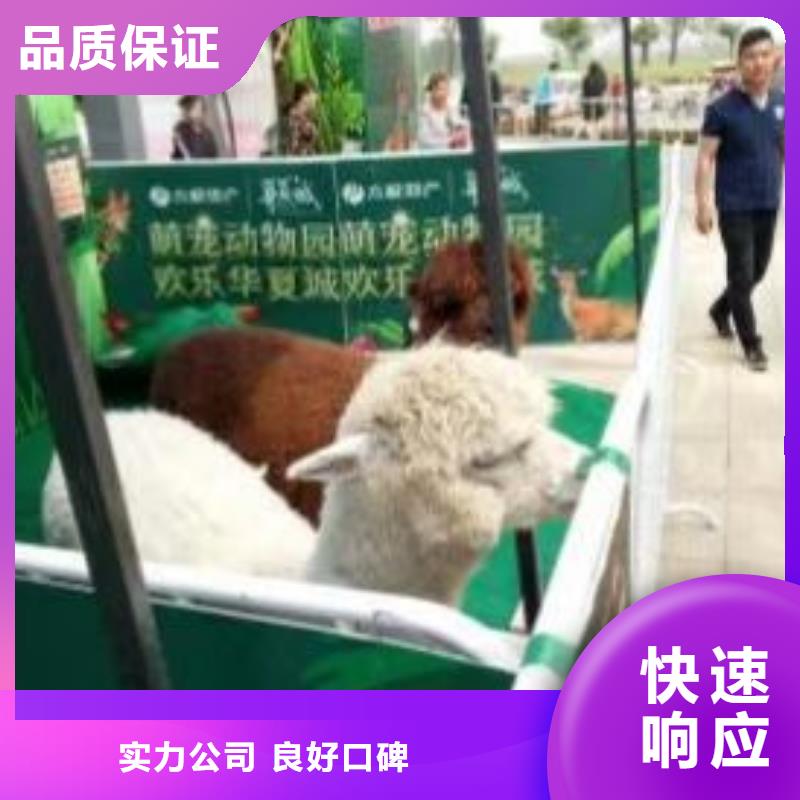 动物表演出租暖场方案