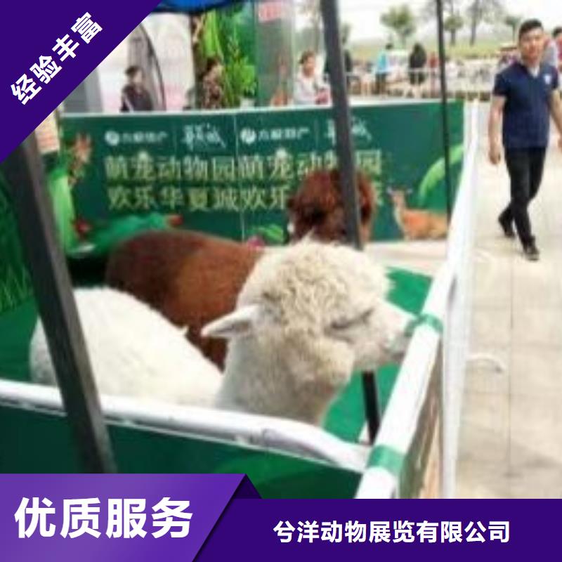 羊驼租赁