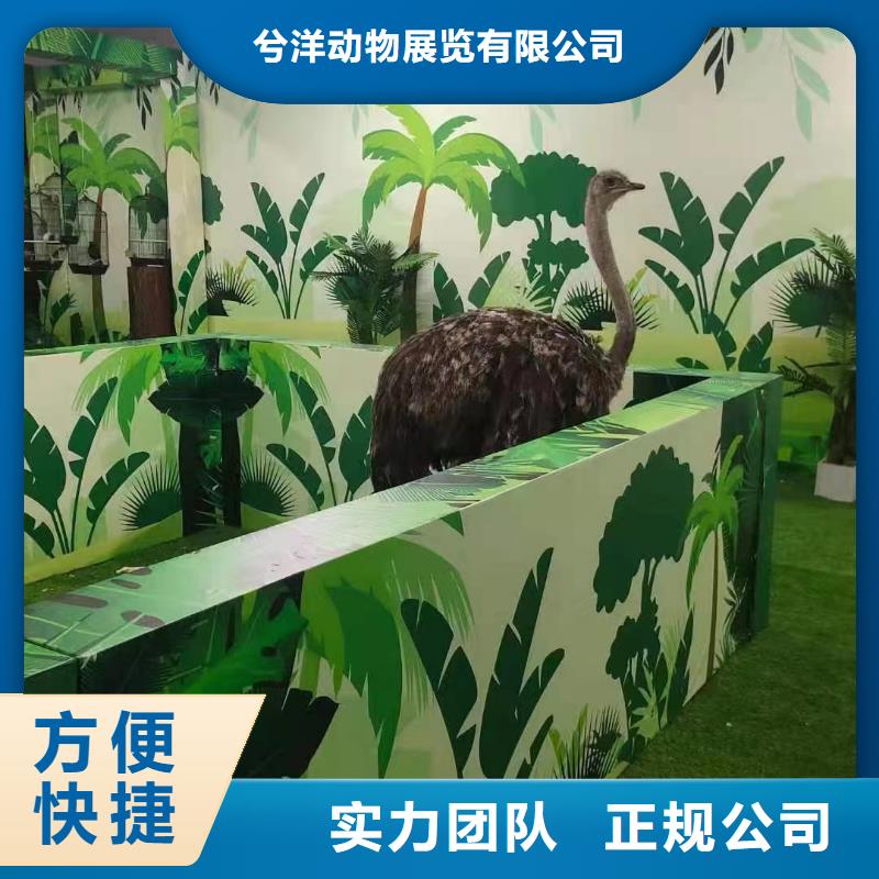 羊驼租赁公司活动方案