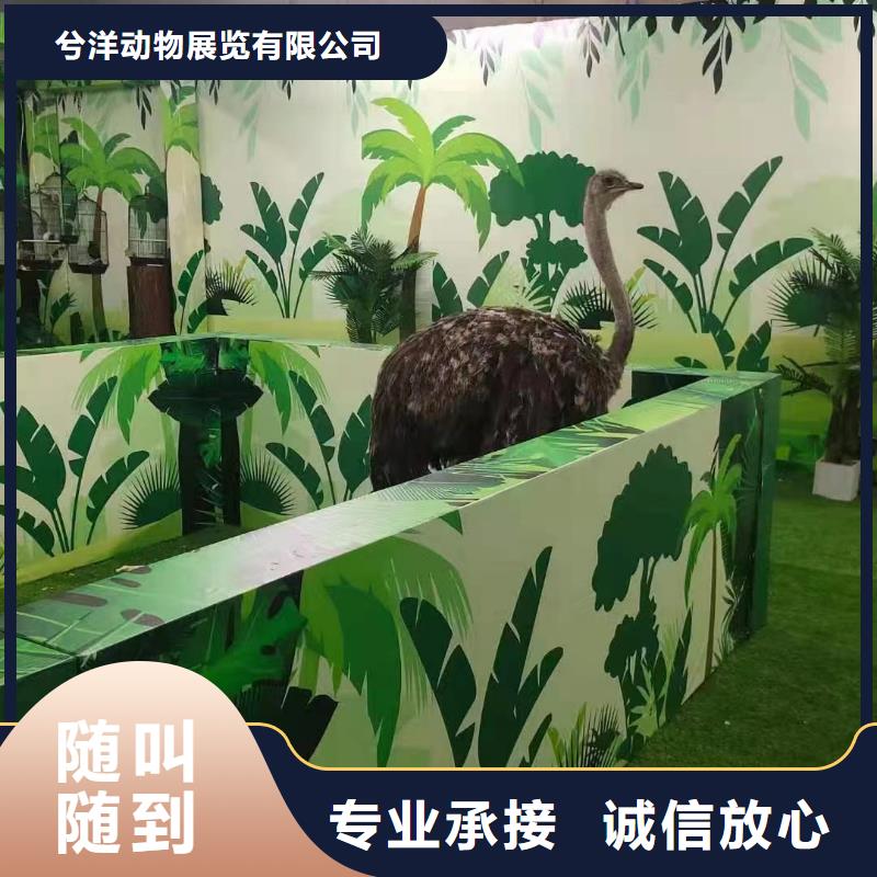马戏团/羊驼_美人鱼表演高性价比