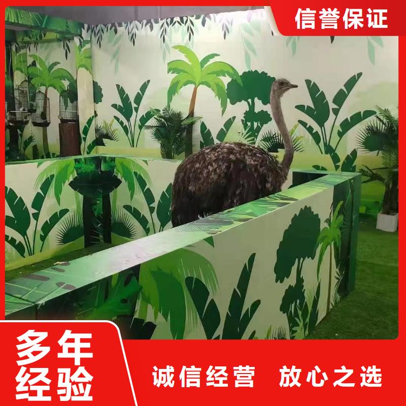 马戏团表演出租
