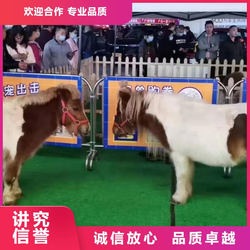 马戏团/羊驼美人鱼表演全市24小时服务