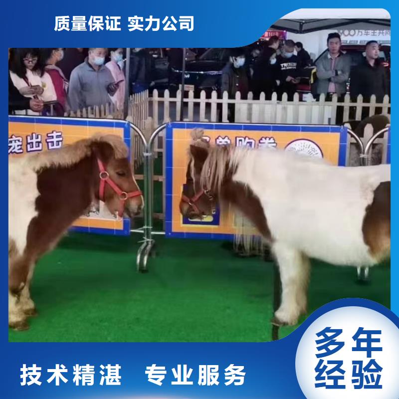 动物表演租赁活跃气氛