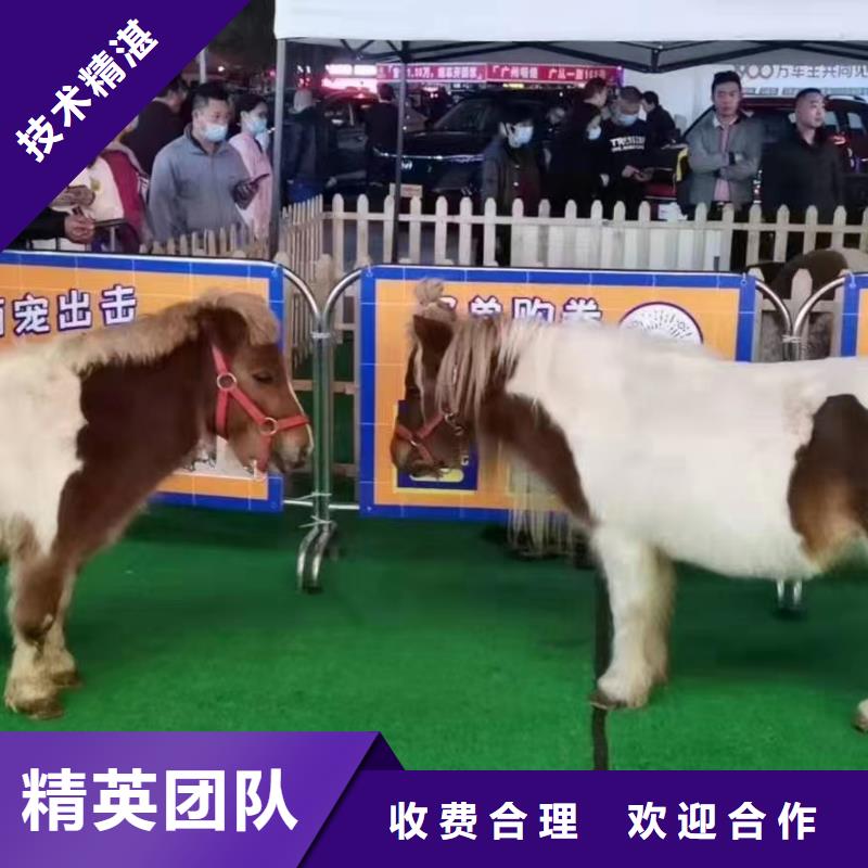 环球飞车表演租赁资源丰富
