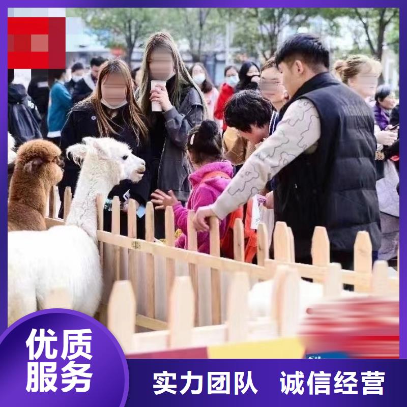 马戏团/羊驼_动物表演出租放心