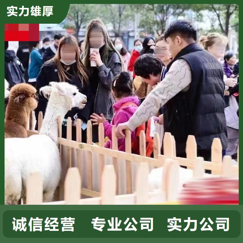 马戏团/羊驼_马戏团表演信誉良好
