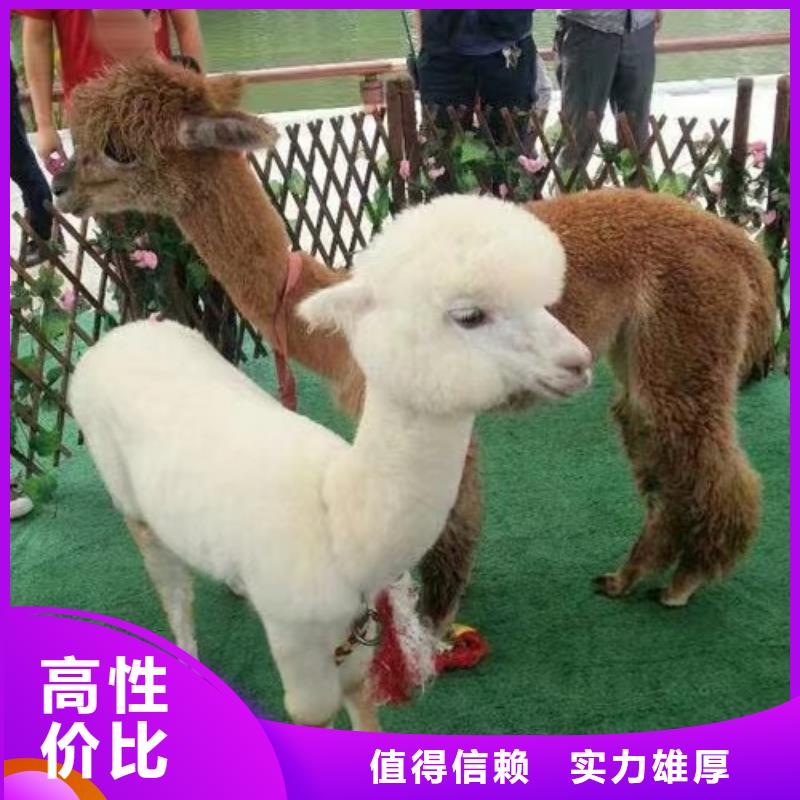 哪里有出租动物的活动方案