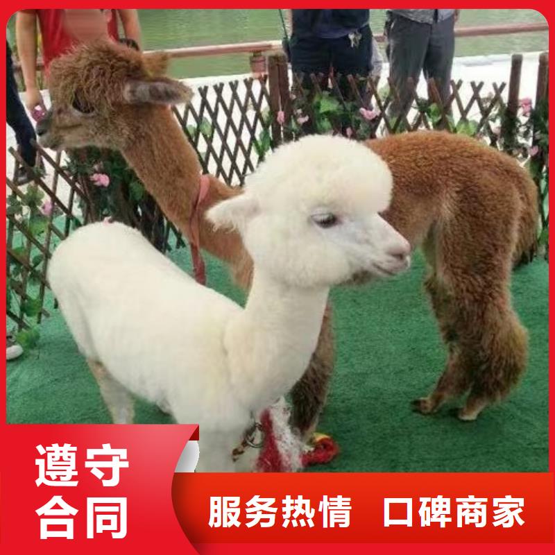 哪有出租羊驼的正规公司
