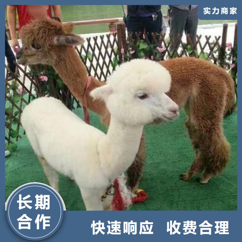 哪里有出租动物的丰富多彩