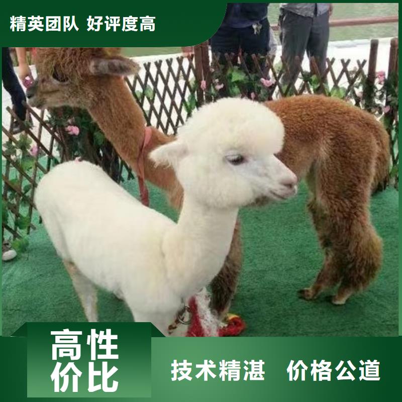 动物表演租赁活动案例