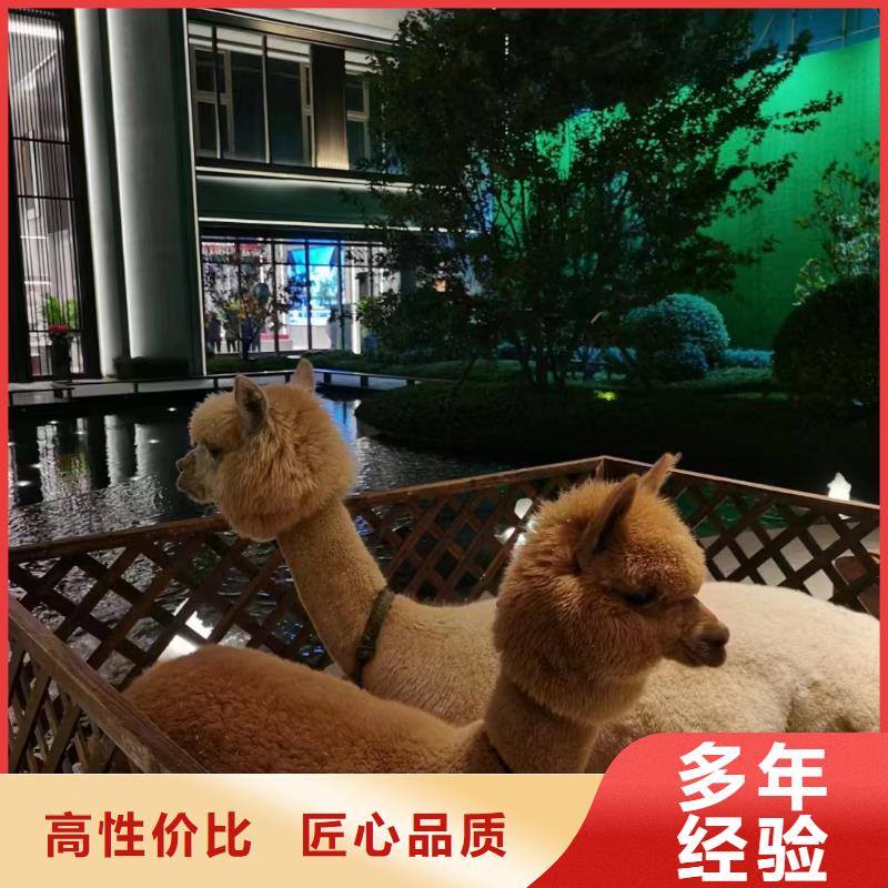 出租羊驼节日活动
