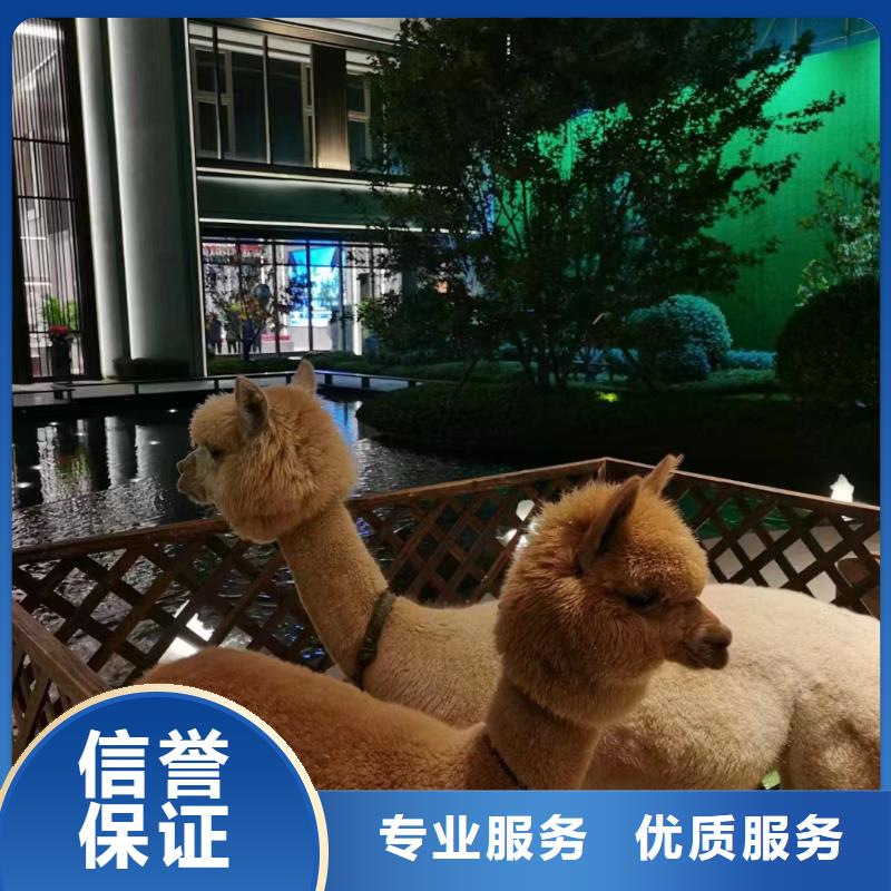 动物表演租赁活动案例