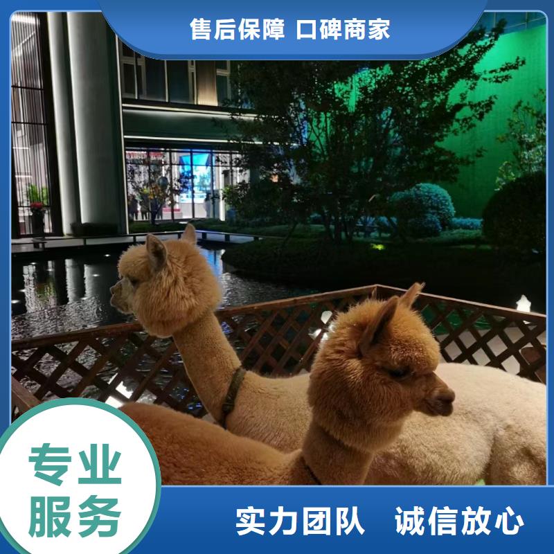 哪有出租羊驼的活动庆典