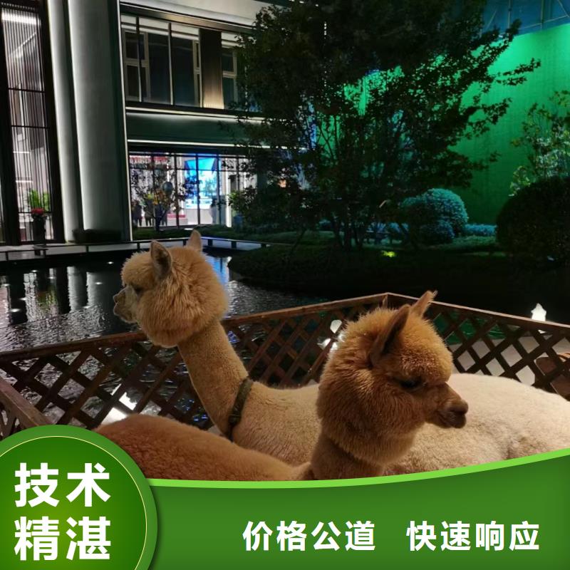 马戏团表演出租