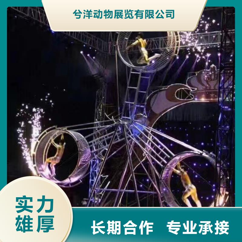 哪里有出租羊驼的