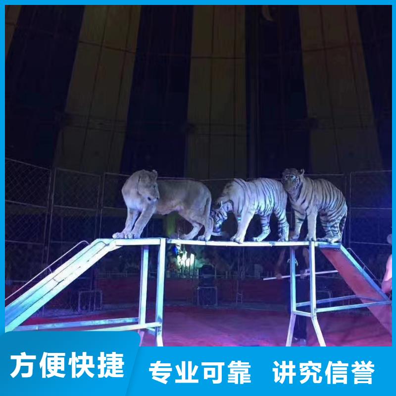 哪有租赁羊驼的活动方案
