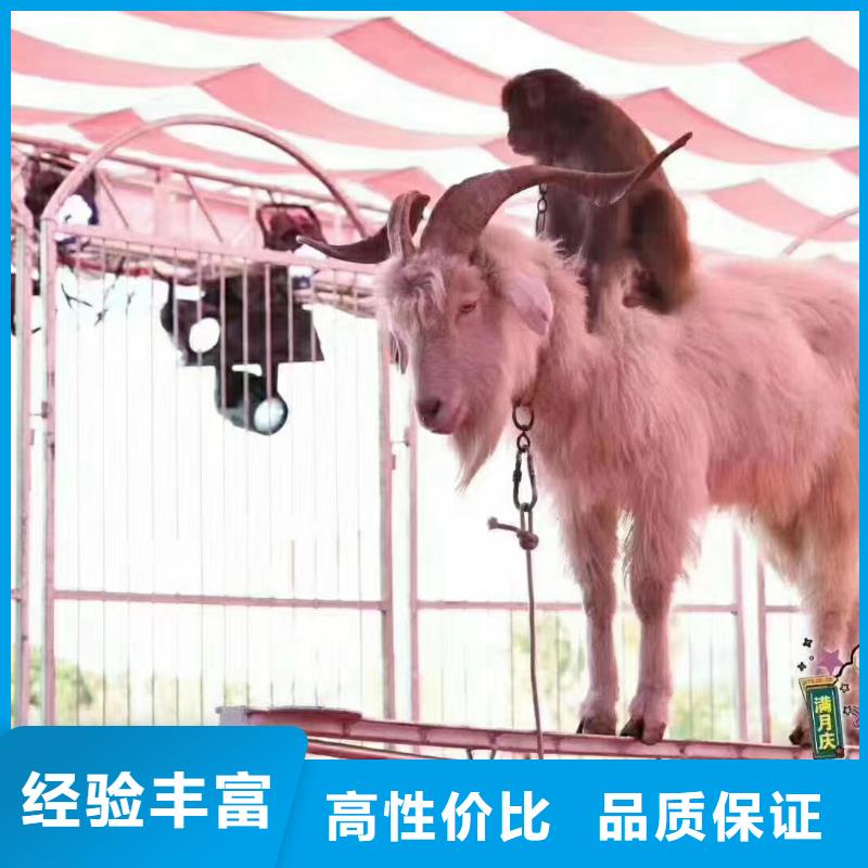 动物表演出租
