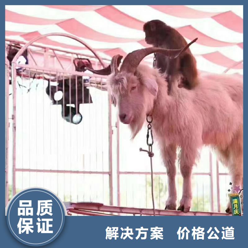 动物表演出租货源充足