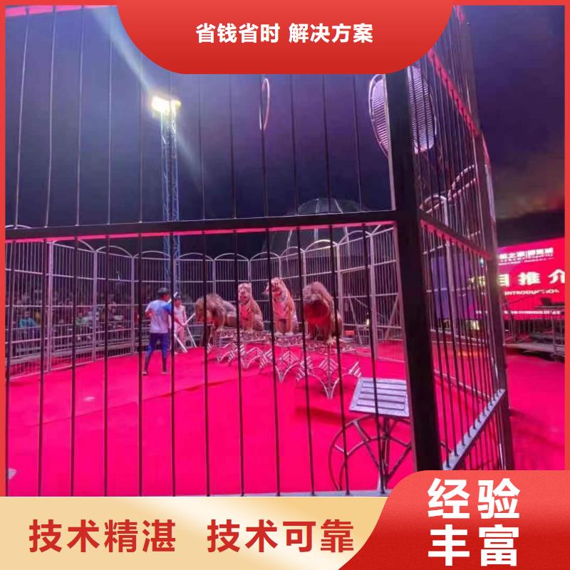 哪有出租羊驼的