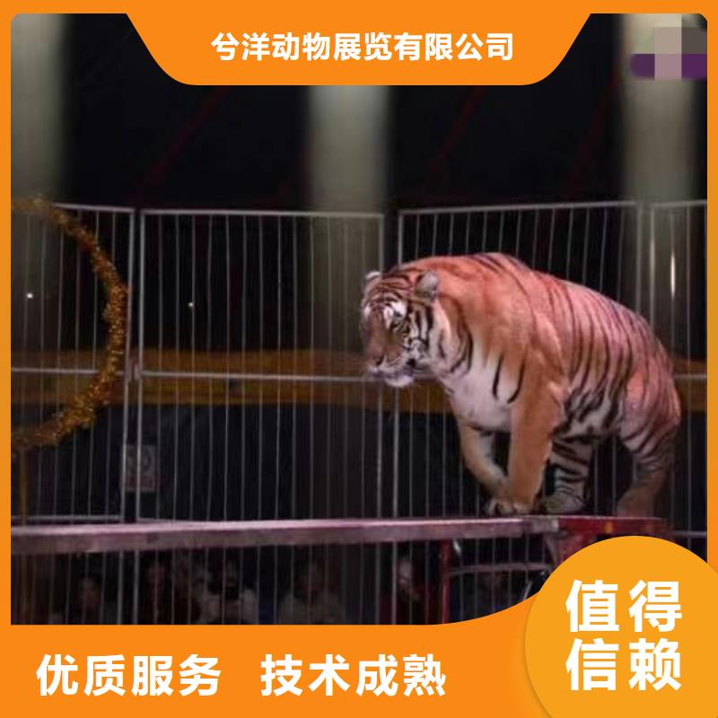 哪有羊驼出租周边